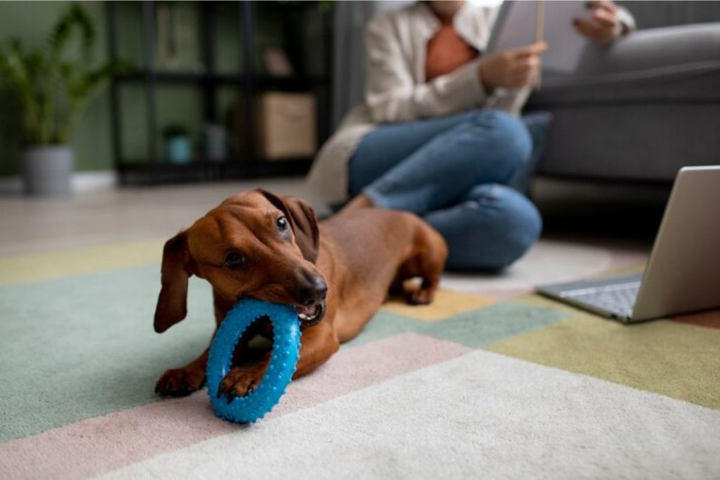 cachorro para apartamento